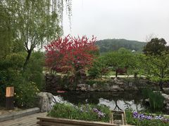 -香雪海