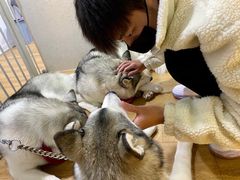 -Husky Go! 哈士奇体验馆·宠物咖啡厅狗咖