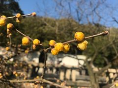 -无锡梅园公园