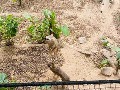 -深圳野生动物园