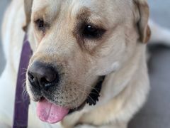 -美联众合宠物医院·爱萌分院·内外科·猫科中心