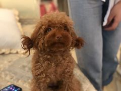 -甜心闲生传统手工冰粉(太古里店)