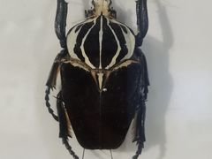 -上海昆虫博物馆