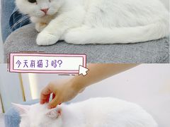 -糯米喵星人·撸猫猫舍咖啡馆(西市场嘉华店)