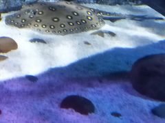 -暹罗海洋世界