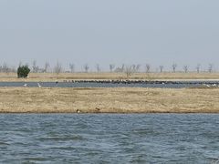 -盐城丹顶鹤湿地生态旅游区