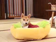 -逗柴咖啡屋·狗咖猫咖宠物桌游