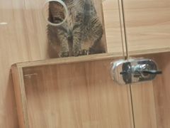 -博特宠物医院24h犬猫全科.骨科·异宠