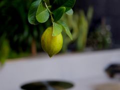 -Jap Jap Cafe(美院店)