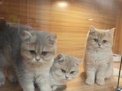 -猫十亿·布偶金渐层·曼基康矮脚猫舍(青年路店)