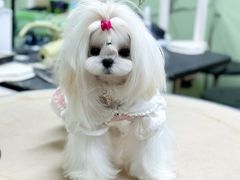 -鑫艺宠物美容培训学校