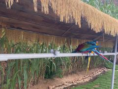 -西霞口神雕山野生动物世界