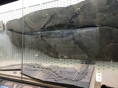 -浙江自然博物院(杭州馆)