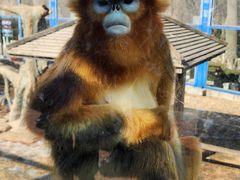 -大连森林动物园