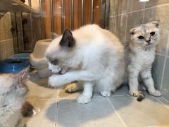 -1013 PET SHOP 宠物商店(近铁城市广场店)