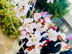 -桃花堤公园
