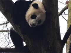 -都江堰中华大熊猫苑