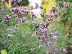 -Ohkajhu Organic Farm Sansai