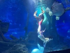 -江和美海洋公园