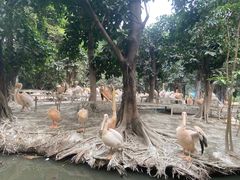 -广州长隆飞鸟乐园