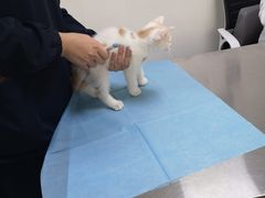 -喜多萌中农锦绣动物医院24H·猫科·牙科MRI·CT