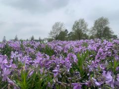 -上海辰山植物园