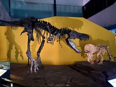 -湖南省地质博物馆