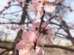 -桃花堤公园