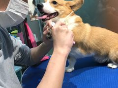 -PETKIT 小佩宠物·低压洗护·美容·寄养(安远店)