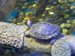 -海合安天津极地海洋公园