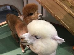 -藦茜花园宠物主题亲子互动体验馆(国顺东路店)