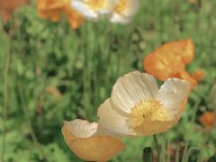 -名花谷生态庄园