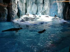 -帝企鹅自助餐厅•儿童岛•真企鹅(长隆企鹅酒店)