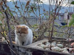 -喵屿·大理花园猫咖