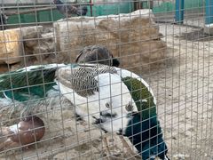 -聊城动物园
