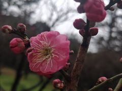 -无锡梅园公园