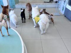 -怪兽屋·羊驼·猫咖·狗咖(俊华广场店)