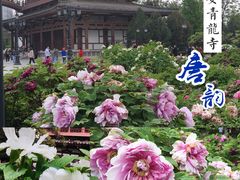 -西安青龙寺遗址景区