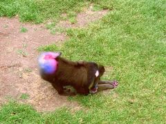 -西霞口神雕山野生动物世界