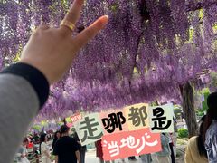 -嘉定紫藤园
