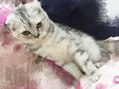 -Bastet sally猫舍购宠(静安店)