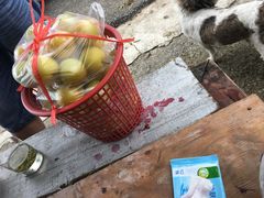 -西山樟坞健康果园枇杷杨梅采摘