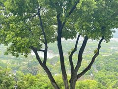 -苏州上方山国家森林公园