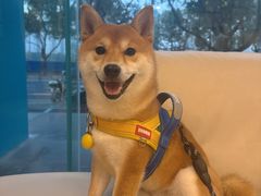 -瑞派申生动物医院·24H夜诊·国际动物医疗中心·骨外科(吴中路店)