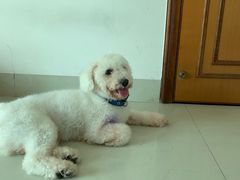 -瑞派康怡24h宠物医院·犬猫医疗中心·微创绝育(瑞景分院)