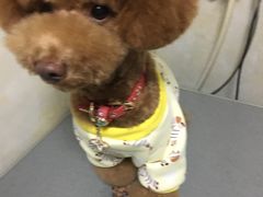 -八公叔叔宠物美容连锁(春申店)