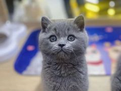 -糯米喵星人总部直营旗舰店·猫舍·幼猫出售