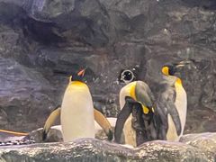 -新加坡飞禽公园