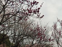 -无锡梅园公园