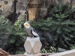 -南宫五洲植物乐园